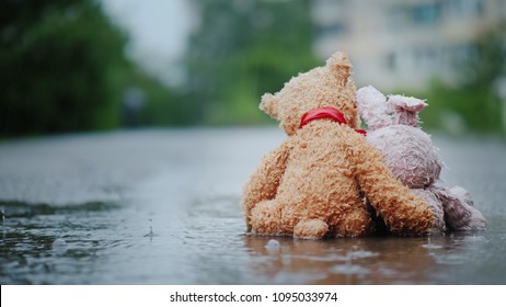 Faithful friends - a bunny and a bear cub sit side by side on the road, wet under the pouring rain. Look forward, embrace. Rear view