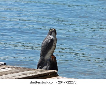 Fake Bird Next To Swan Lake, Maine