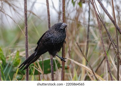 A Fake Black Bird Perched On A Thin Stick