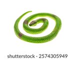 Fake green snake, rubber animal toy isolated