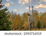 Fake not real Bald Eagle (Haliaeetus leucocephalus) perching on dead tree with nest in the Chippewa National Forest, northern Minnesota USA