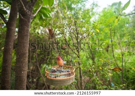 Fake parrot bird hanging on tree. Garden or home decoration