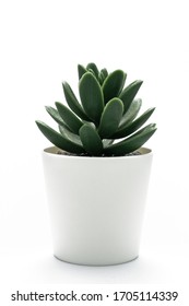 Fake plant in a pot isolated on a white background. Interior decoration.