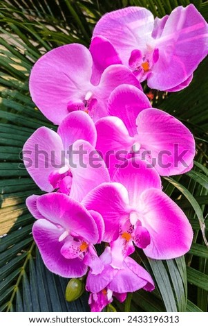 Fake Purple and Pink Orchids in the Garden