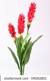 Fake Red Cone Ginger Flower On White Background