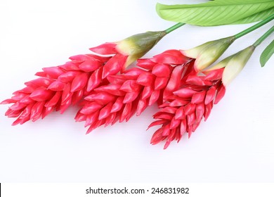 Fake Red Cone Ginger Flower On White Background