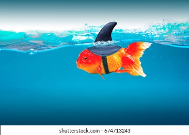 Fake Shark Fin On Small Fish With Ambitions Of A Big Shark . Business Concept