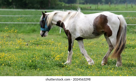 A Falabella Horse In A Fenced Field