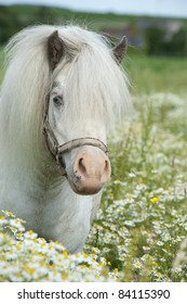 Falabella Horse In The Tall Grass