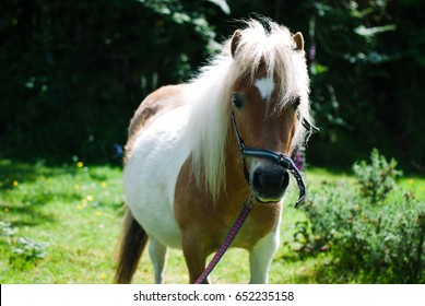 Falabella Bilder Stockfotos Und Vektorgrafiken Shutterstock