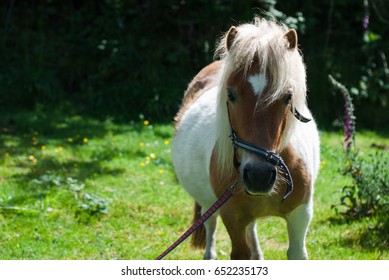 Falabella Horse/Falabella Pony