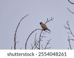 (Falco columbarius) sitting on the branches of a leafless tree