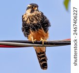 Falco femoralis.
The aplomado falcon is a medium-sized falcon of the Americas. 