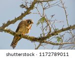 falco femoralis bird