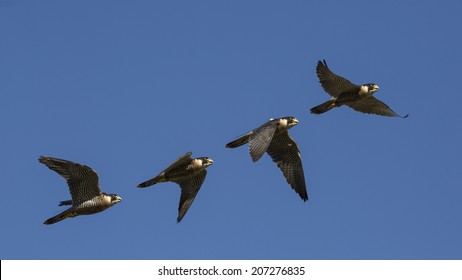 Falco peregrinus, flying sequence with blue sky in attack, falconry, peregrine falcon. - Powered by Shutterstock