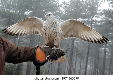 Falco Rusticolus Gyrfalcon North Falcon Falconry Bird White Bird Wing Span