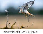 Falco sparrow (Falco sparverius) is the only representative of the American continent. In North America, the most common Falco representative is. American Kestrel