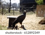 falcon