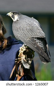 Falcon