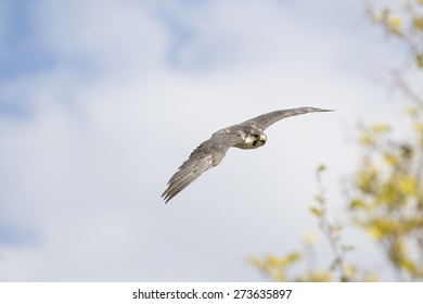 Falcon