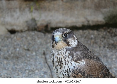 Falcon
