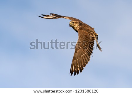 Falcon bird in flight