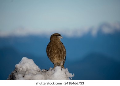 falcon bird Milvago chimango resting on snow in the mountain on sunny day - Powered by Shutterstock