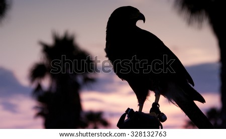 Falcon Bird Prey Silhouette Stock Photo Edit Now 328132763