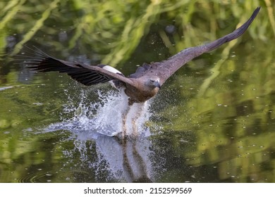 A Falcon Catching A Fish From The Lake In The Wilderness