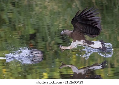 A Falcon Catching A Fish From The Lake In The Wilderness