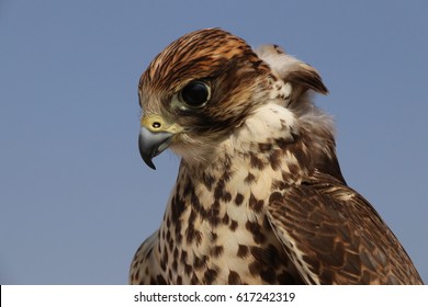 Falcon In The Desert Of Qatar.