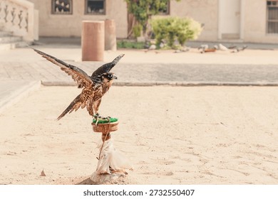 Falcon displaying its open wings while perching on a decorated stand in a sandy desert environment, symbolizing traditional falconry