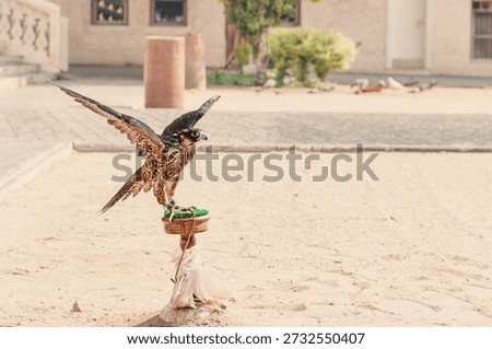 Falcon displaying its open wings while perching on a decorated stand in a sandy desert environment, symbolizing traditional falconry