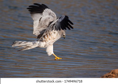 Falcon Diving In Water , Kerala, India