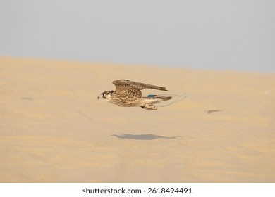 A falcon during a falconry training in the desert in Dukhan, Qatar.Peregrine Falcon (falco peregrinus).