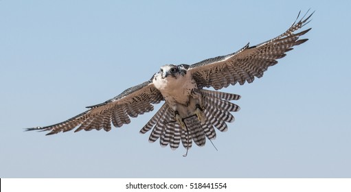 A falcon during a falconry training in the desert in Dubai, United Arab Emirates.