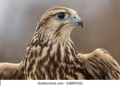 Falcon - Falco Cherrug