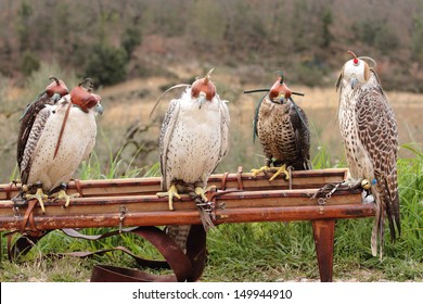 falcon falconry hawk trained animals for hunting - Powered by Shutterstock