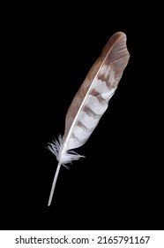 Falcon Feather Isolated On Black Background