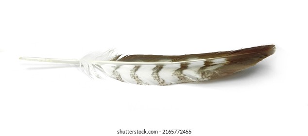 Falcon Feather Isolated On White Background. Eagle Feather Isolated On White Background