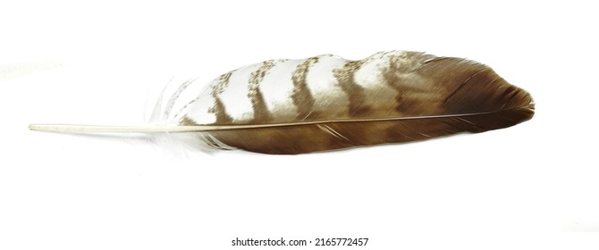 Falcon Feather Isolated On White Background. Eagle Feather Isolated On White Background