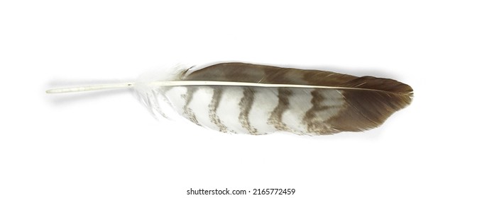 Falcon Feather Isolated On White Background. Eagle Feather Isolated On White Background