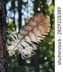 Falcon feather and pine trunk in backlight