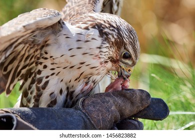 Falcon feeds on the flesh of the captured bird.Hunting falcon feeds on the bird. - Powered by Shutterstock