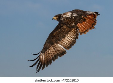 falcon in flight