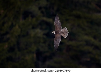 Falcon flyght. Gyrfalcon, Falco rusticolus, bird of prey fly. Flying rare bird with white head. Forest in winter, animal in nature habitat, Russia. Wildlife scene form nature. Falcon fly above trees.