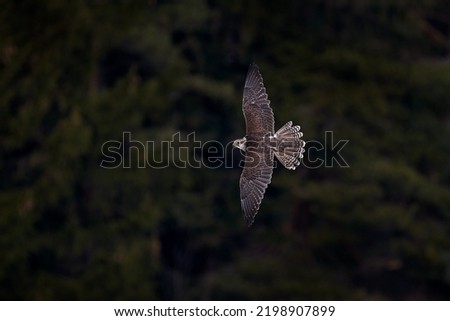 Falcon flyght. Gyrfalcon, Falco rusticolus, bird of prey fly. Flying rare bird with white head. Forest in winter, animal in nature habitat, Russia. Wildlife scene form nature. Falcon fly above trees.
