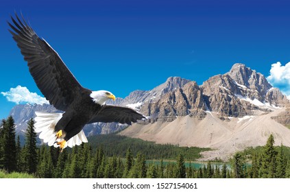 Falcon Flying Across The Mountains