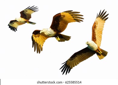 falcon flying isolated on white background  - Powered by Shutterstock