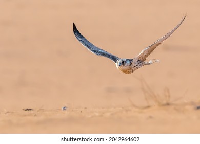 Falcon Flying Low Towards Its Prey During A Falconry Show Near Riyadh Saudi Arabia